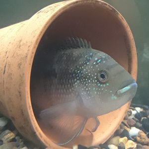 Meet your Posher, Calvin